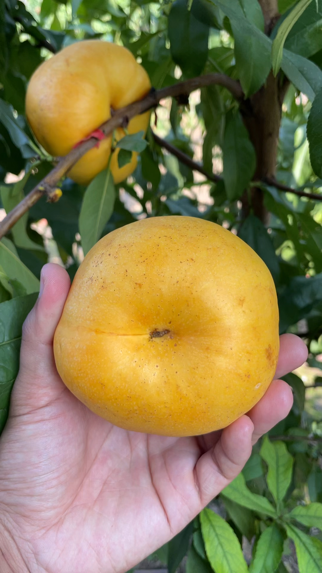 最晚熟油蟠桃,金秋油蟠,中秋节前上市,挂树20天,糖度20以上-度小视