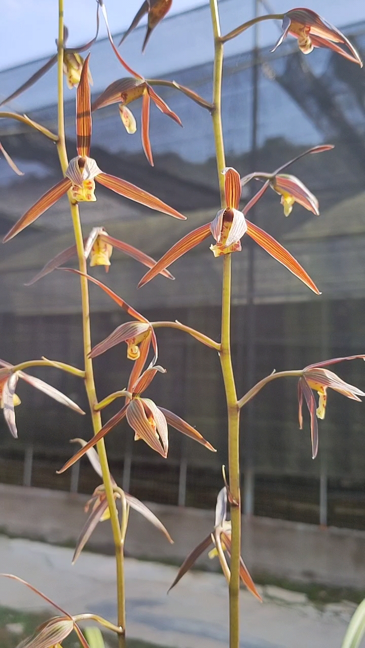 大叶寒兰红花,大高个,花杆特别高,两杆花开的大气