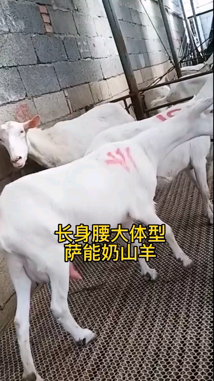 萨能奶山羊长身腰大体型涨势快产奶量最高的羊