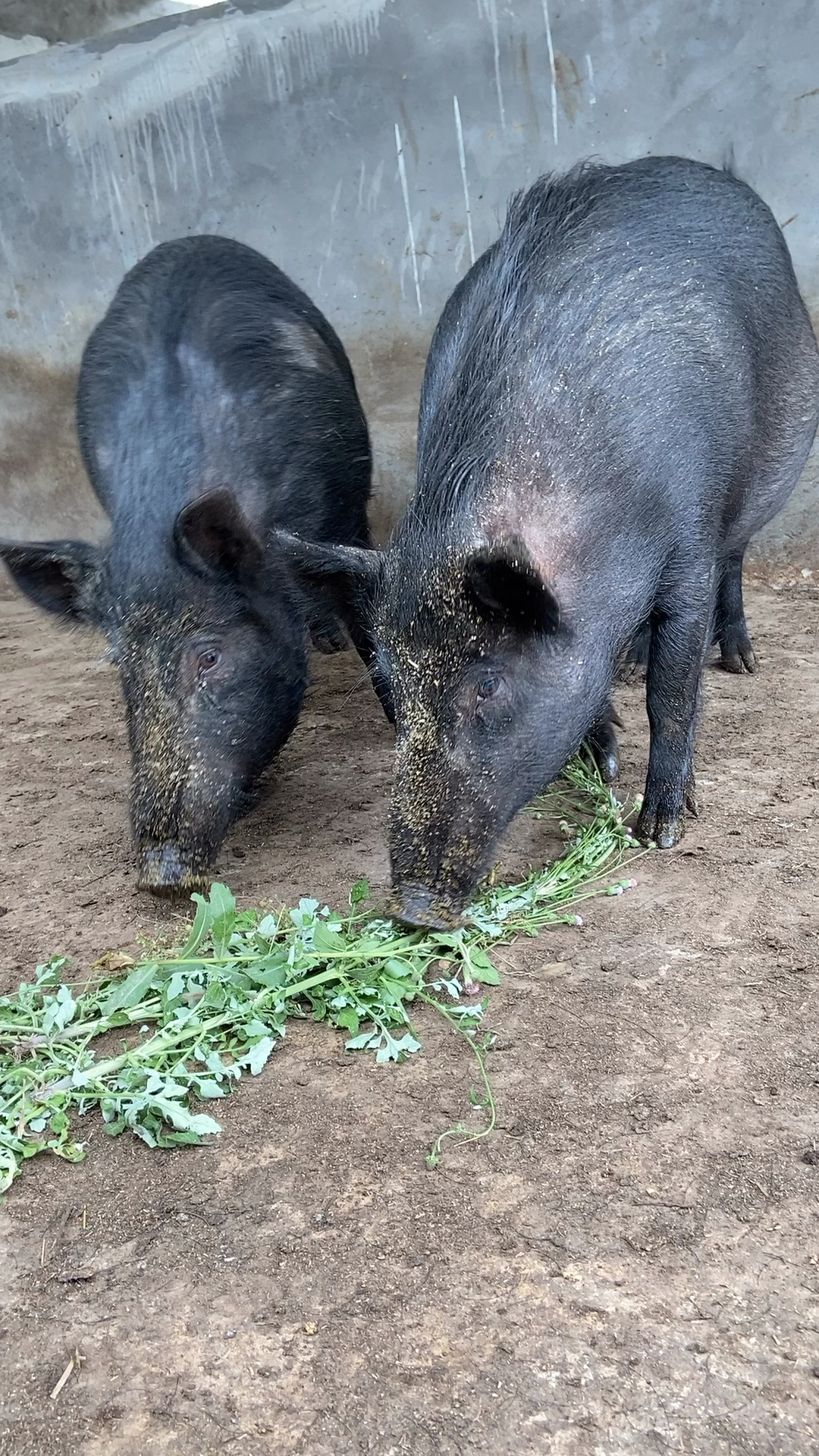 黑色的特种野猪河南哪里有养野猪的野猪养殖基地