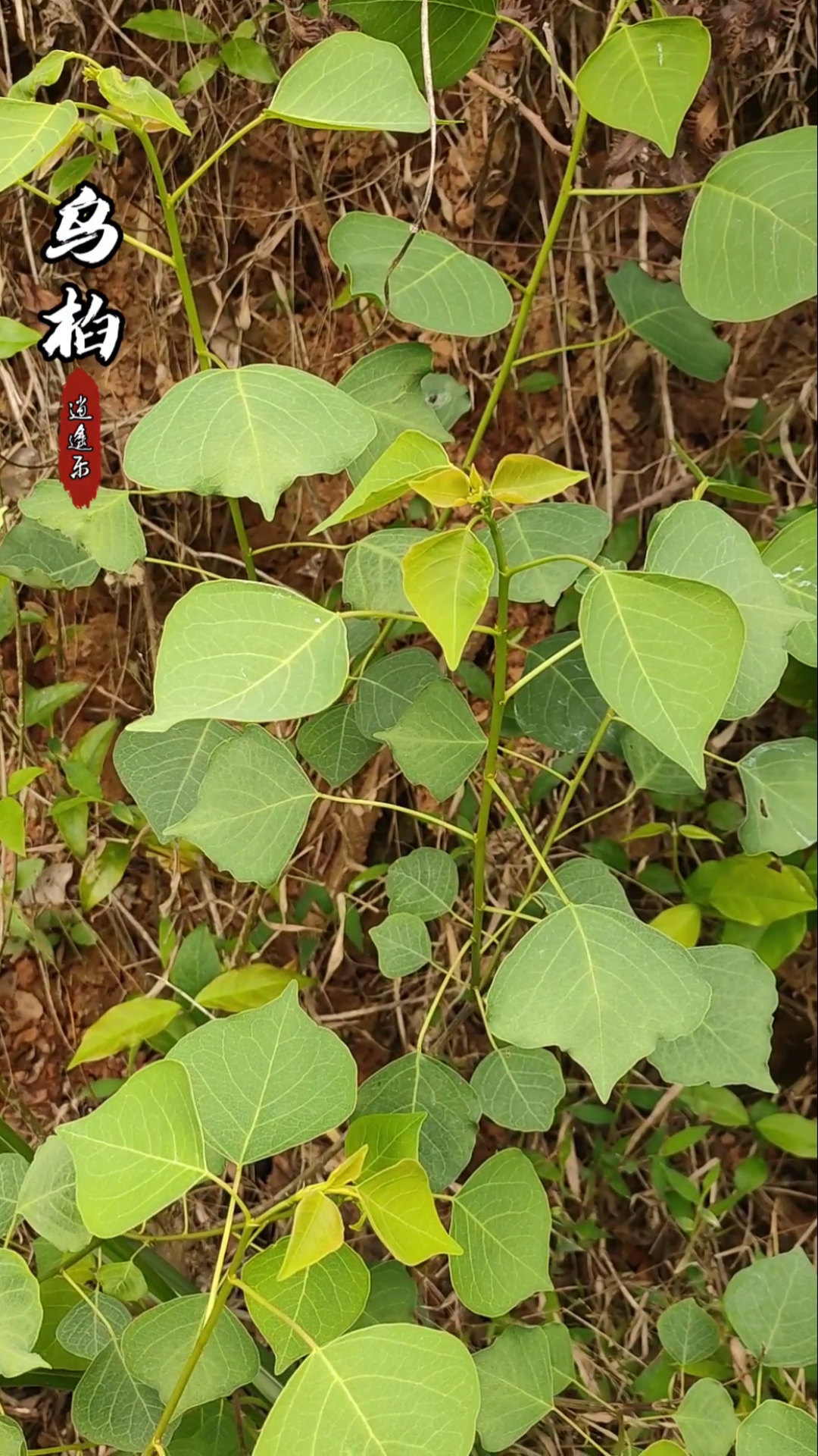 认识中草药#百草中药之乌桕,大戟科乌桕树落叶乔木,根皮,树皮以及