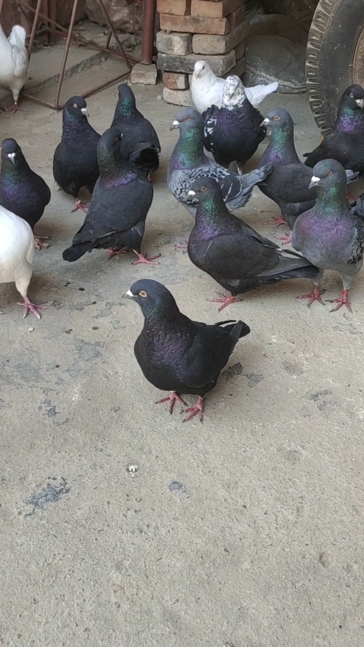 元宝鸽#散养的鸽子,比鸡还大