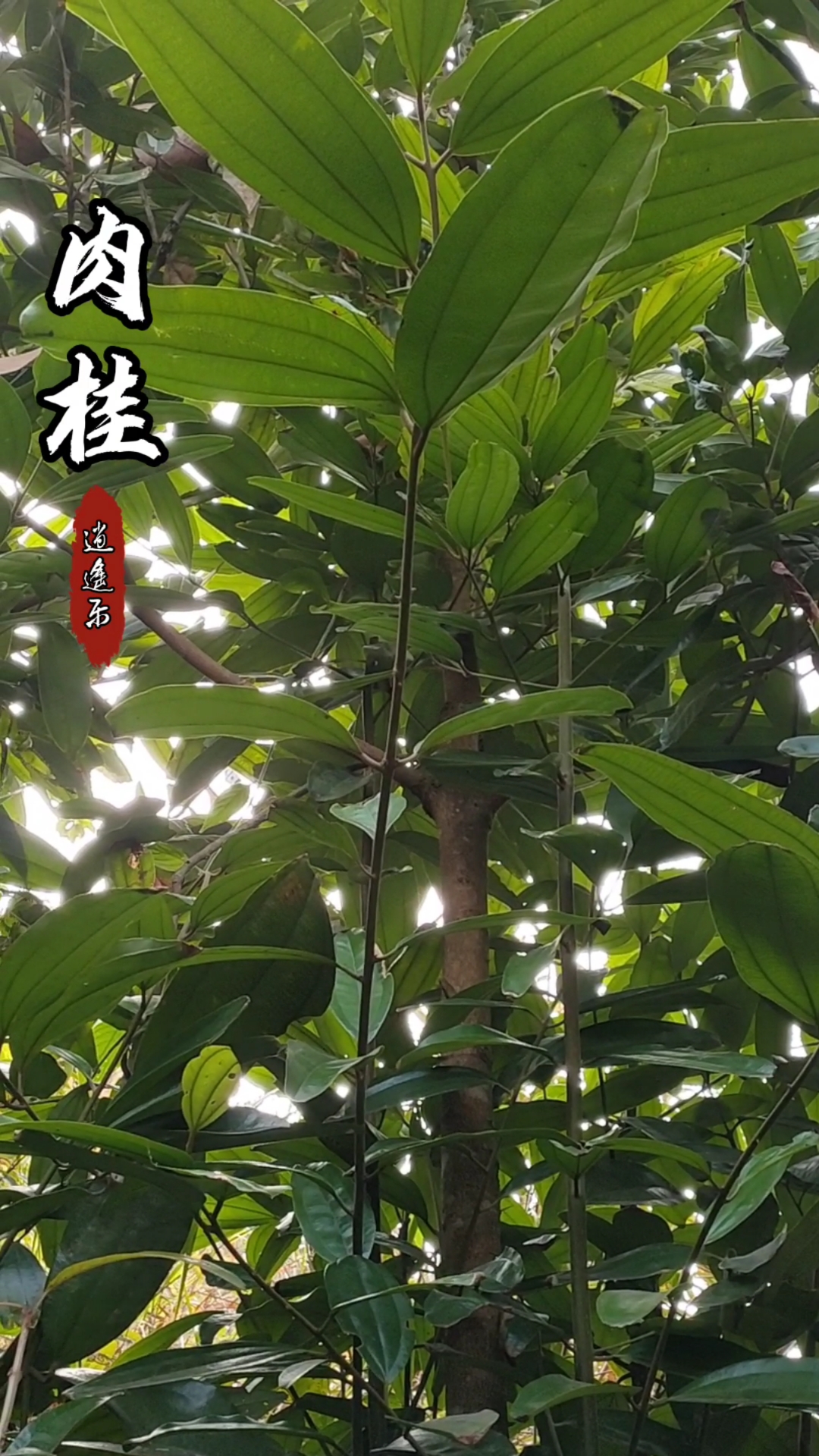 认识中草药#百草中药之肉桂,樟科,《神农本草经》记载道:为诛药先聘