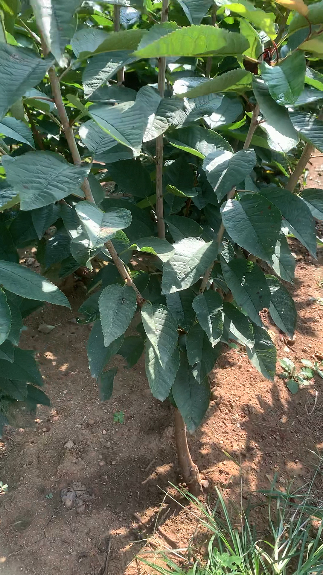 2公分粗度的大樱桃树苗,分枝量3到4个!