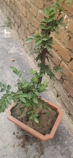 一盆小老桩的花椒盆景,喜欢的小窗微[勾引]-度小视