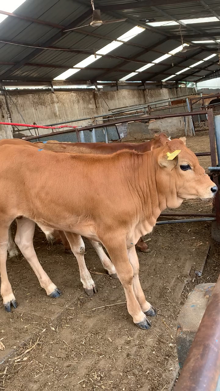 这改良小公牛犊确实不错,性价比还高,比西门塔尔便宜的多