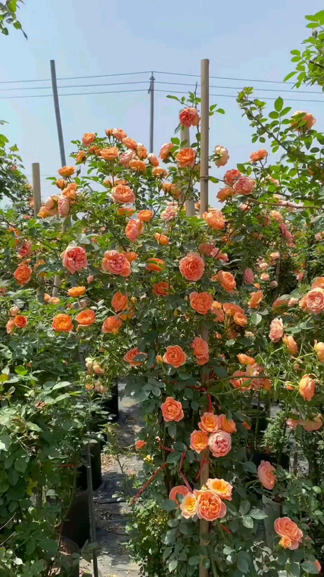 月季花#爬藤月季之甜梦,花量多,又好看