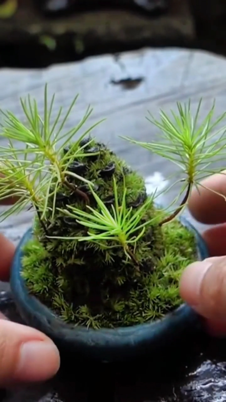 扦插技术松树枝种植技巧分享