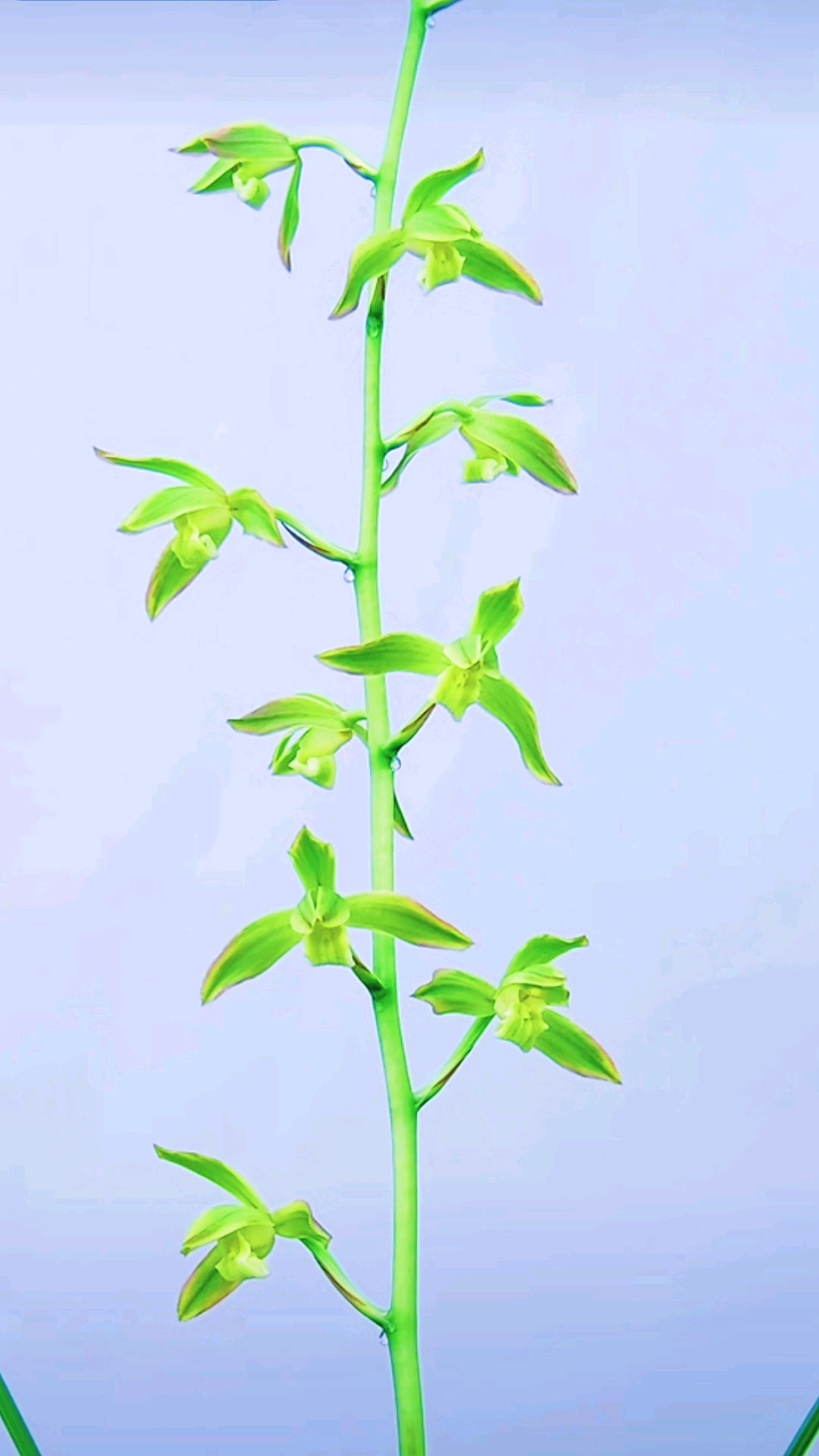 兰花#惠兰红覆轮素心凤羽