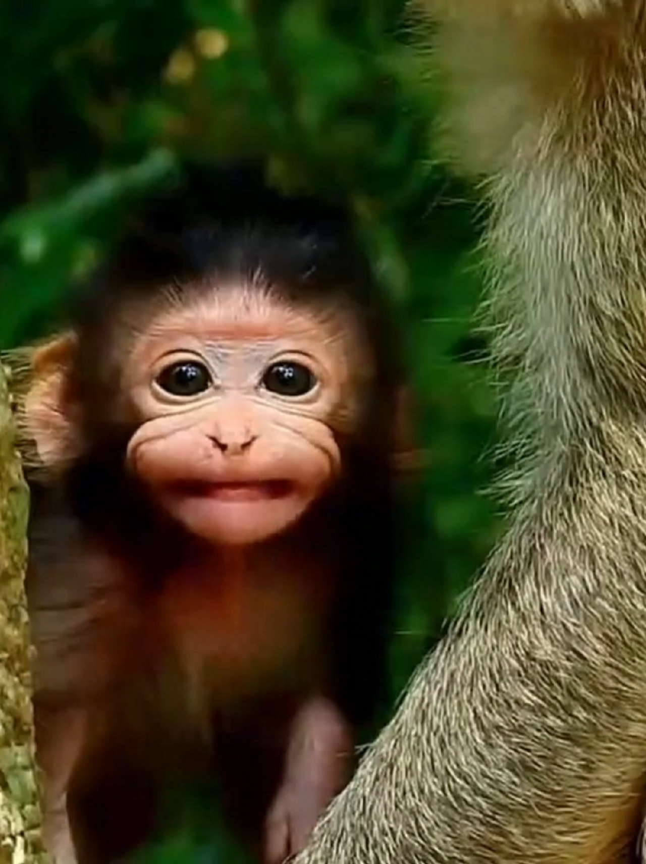 胖猴子年轻时照片图片