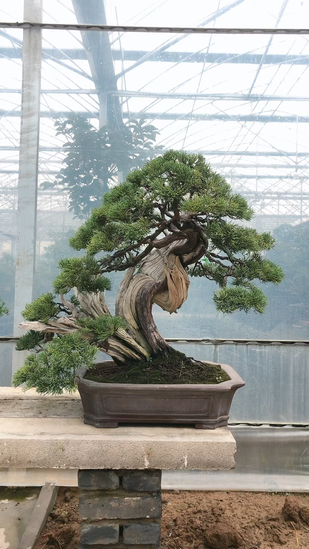 系鱼川真柏盆景