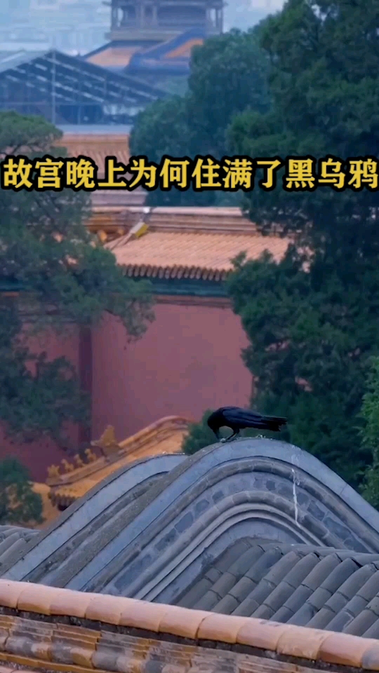故宫晚上为何住满了黑乌鸦,你们怎么看?