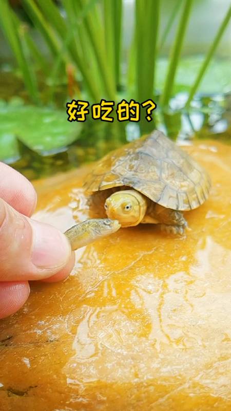 #龟#乌龟吃小鱼的节奏,吃完就跑…-度小视