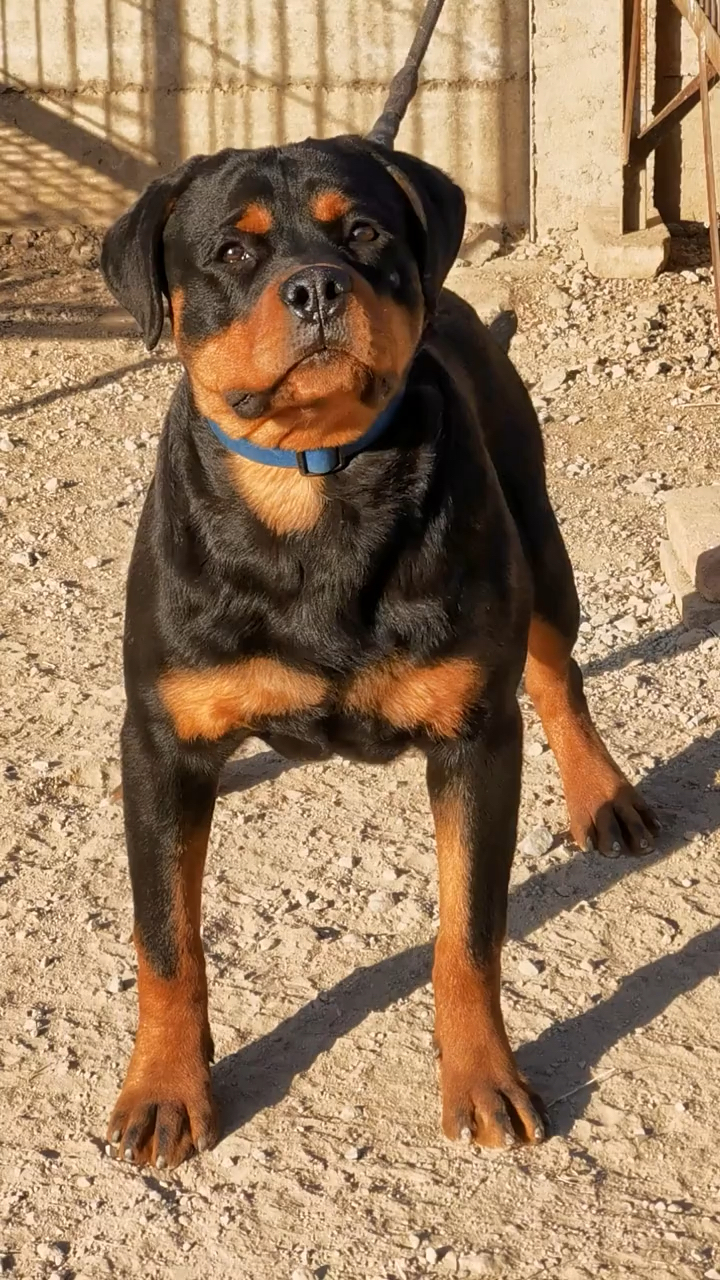 罗威纳#德系罗威纳.