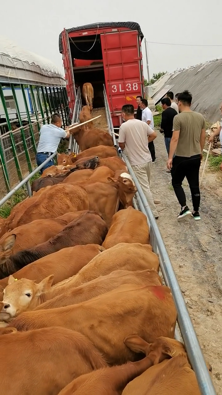 60头改良牛犊装车发江西赣州,老板说这牛买值了,抓紧时间装车