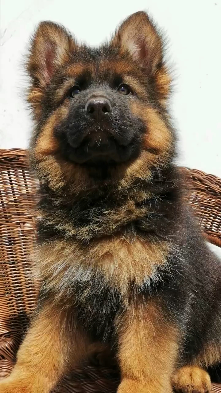 德国牧羊犬#威廉长毛小公