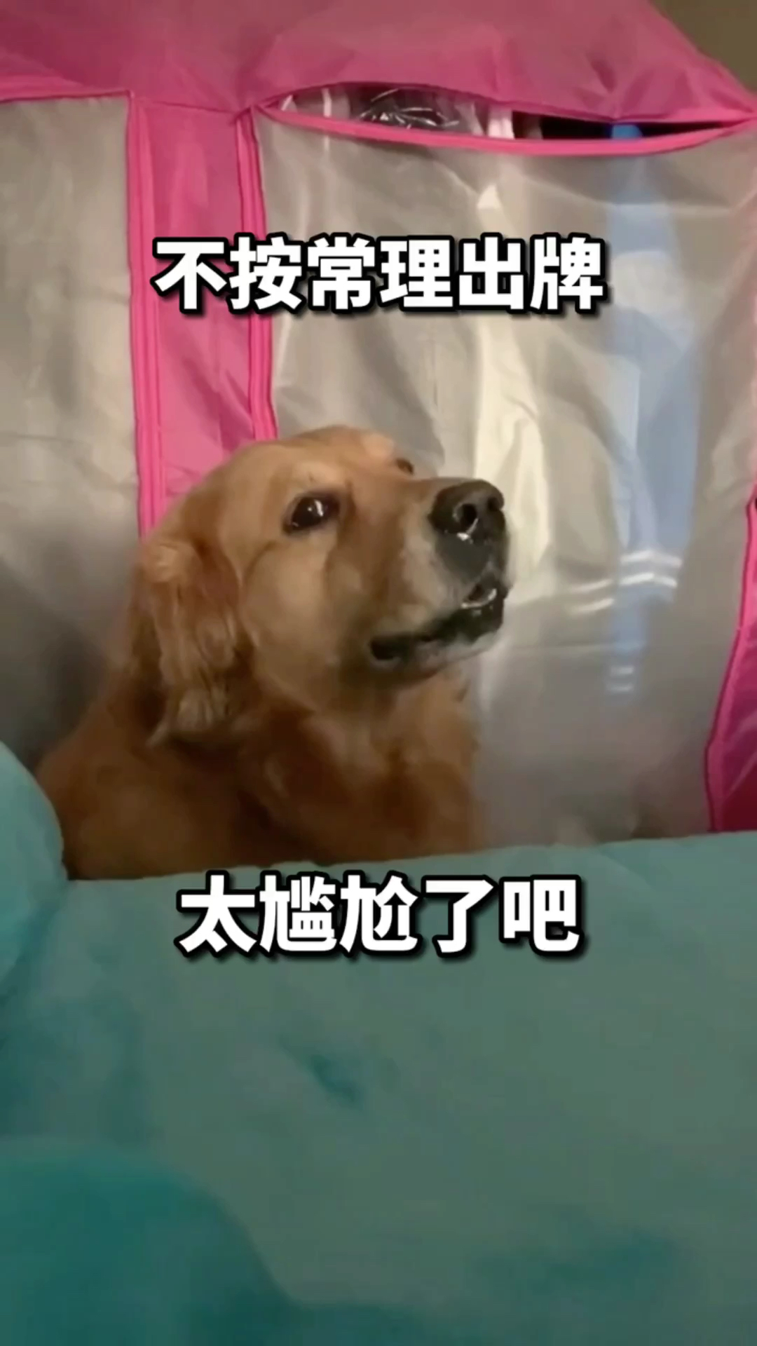 搞笑配音#不按常理出牌,这也太尴尬了吧?哈哈哈-度小