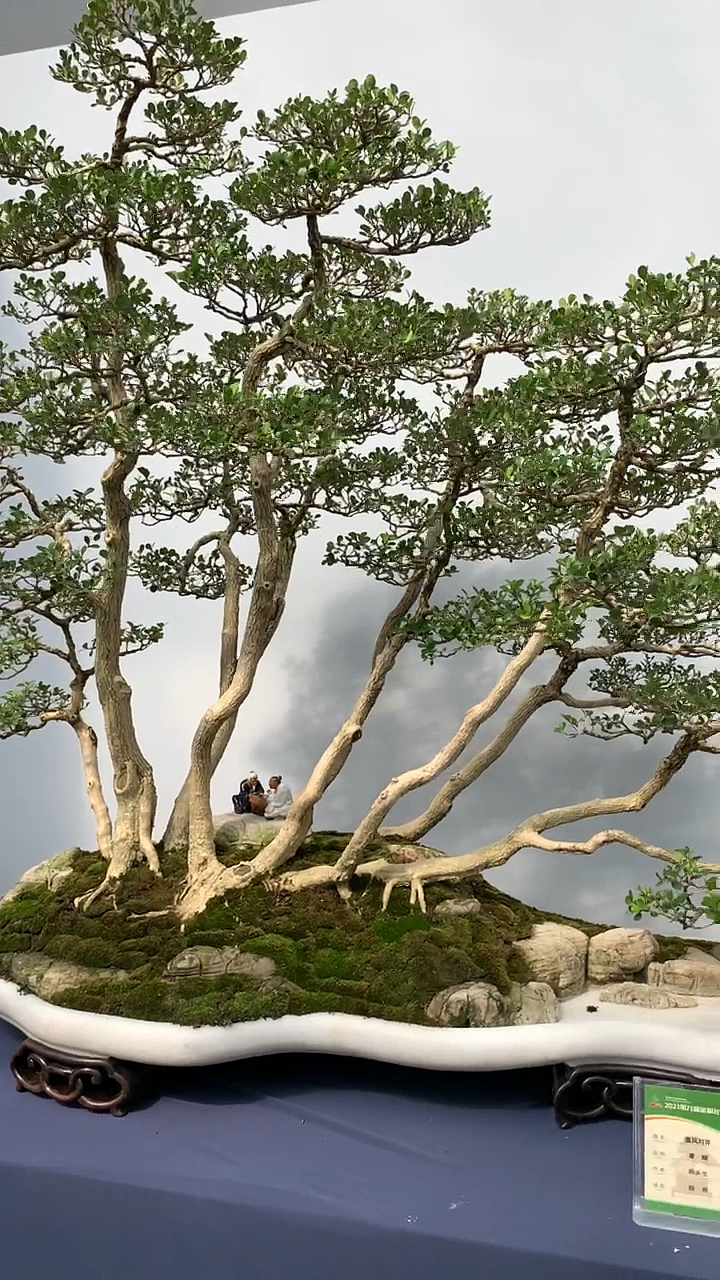 水旱盆景黄杨,家有黄杨国之栋梁