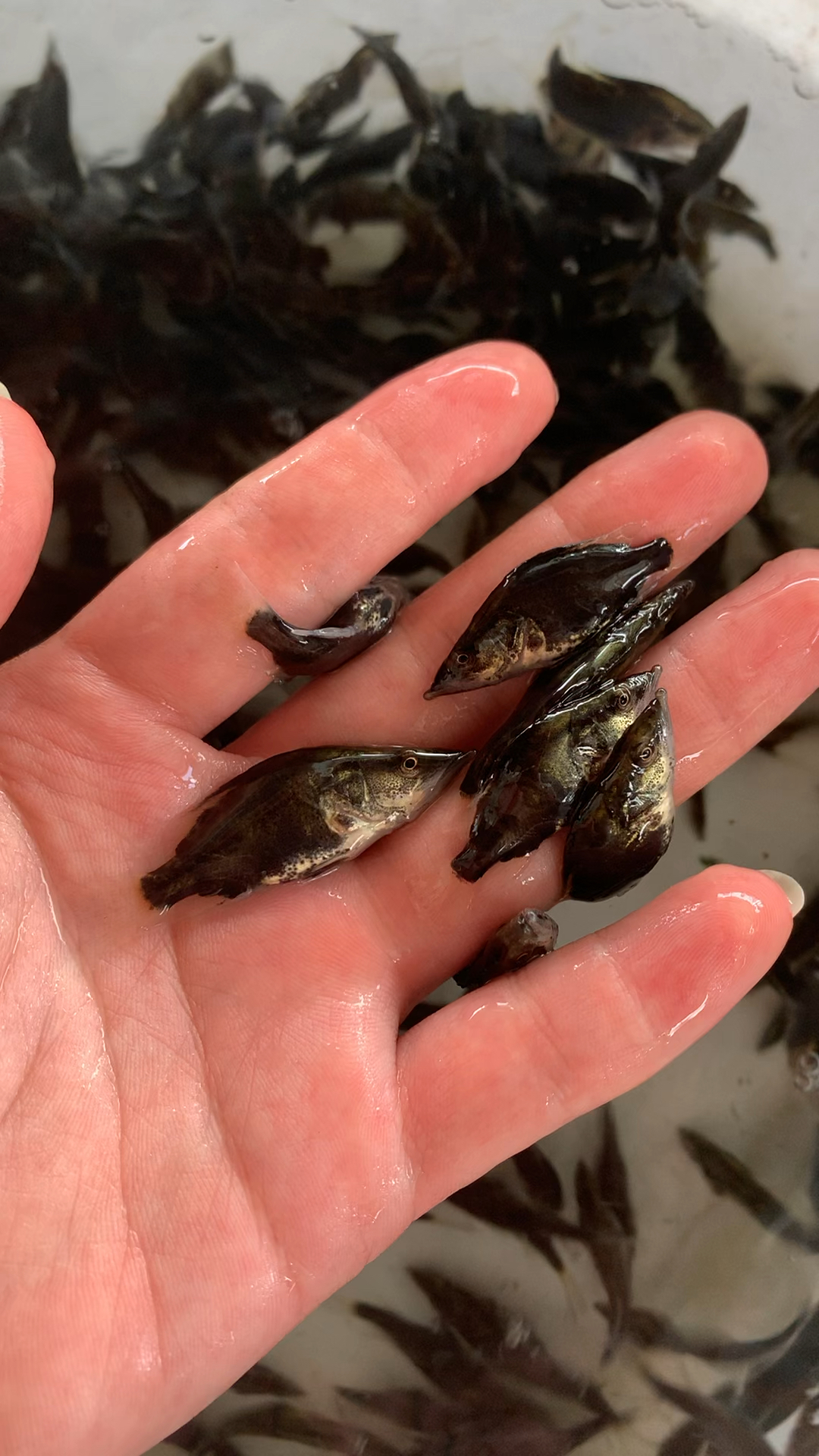 桂鱼苗鳜鱼苗桂花鱼苗