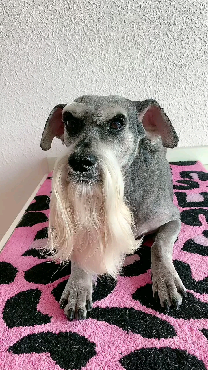 神宠来袭#养了10年的狗,脖子都这么长了