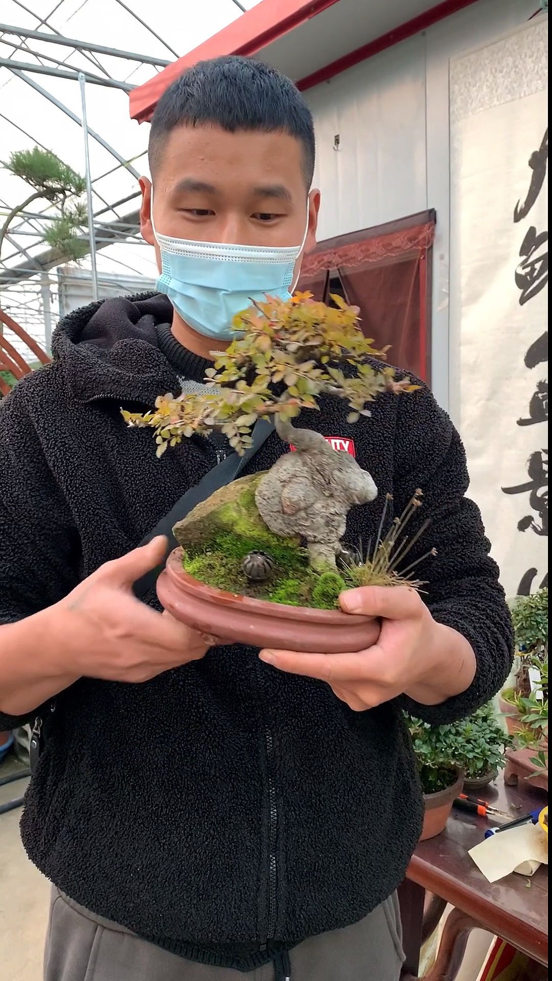 抱石榆树盆景,弥足珍贵