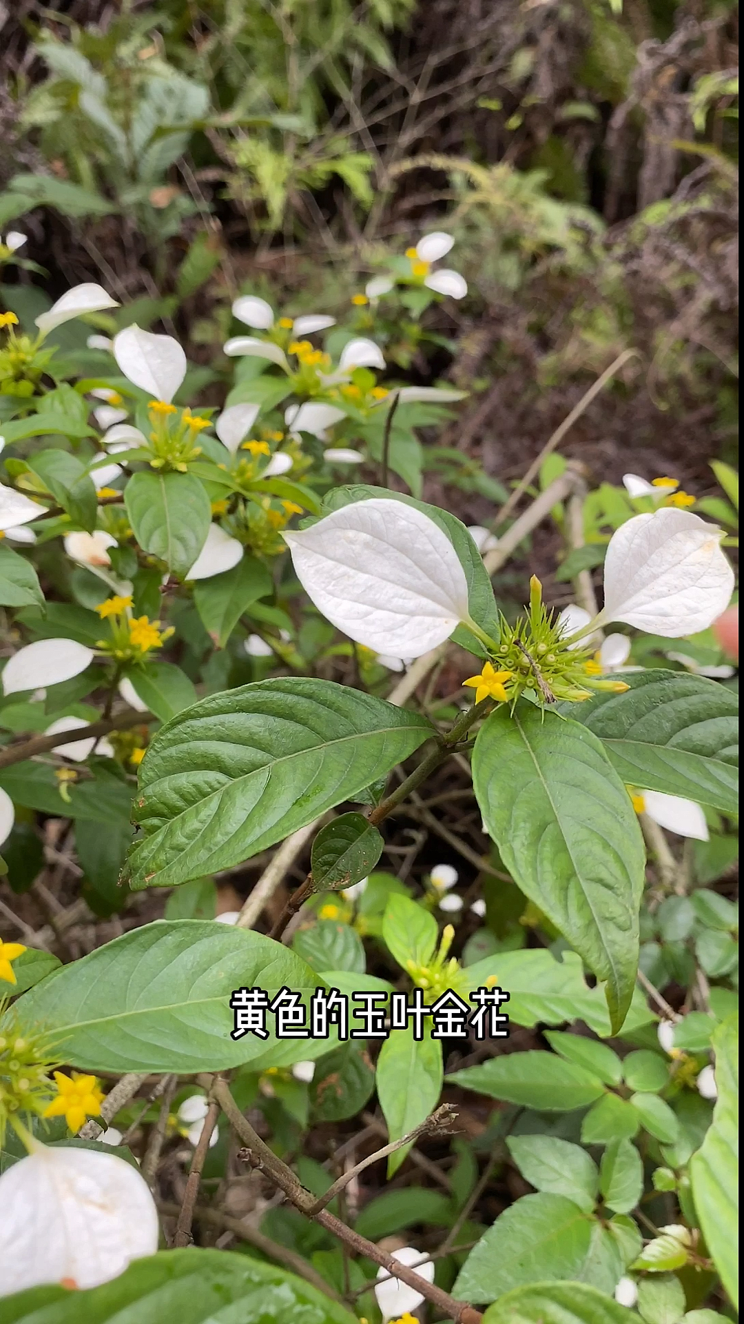 玉叶金花,当地的土甘草