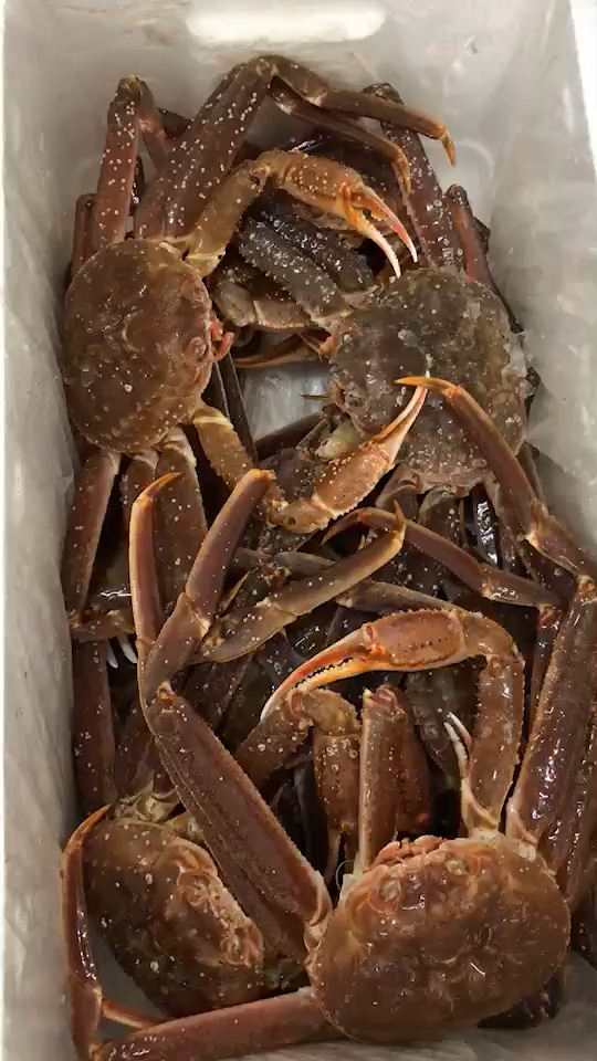 #松叶蟹#松叶蟹,鳕蟹,版蟹