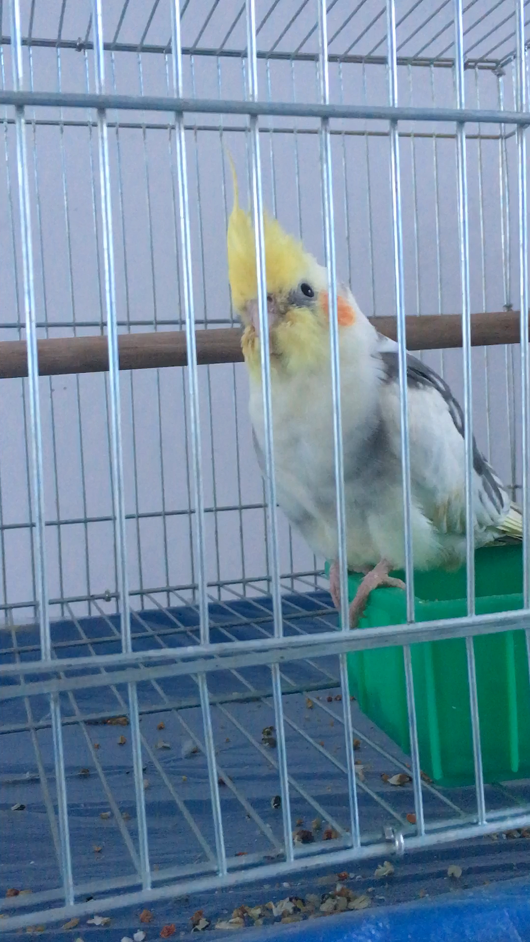 好可爱的小玄凤鹦鹉马上就可以下蛋了