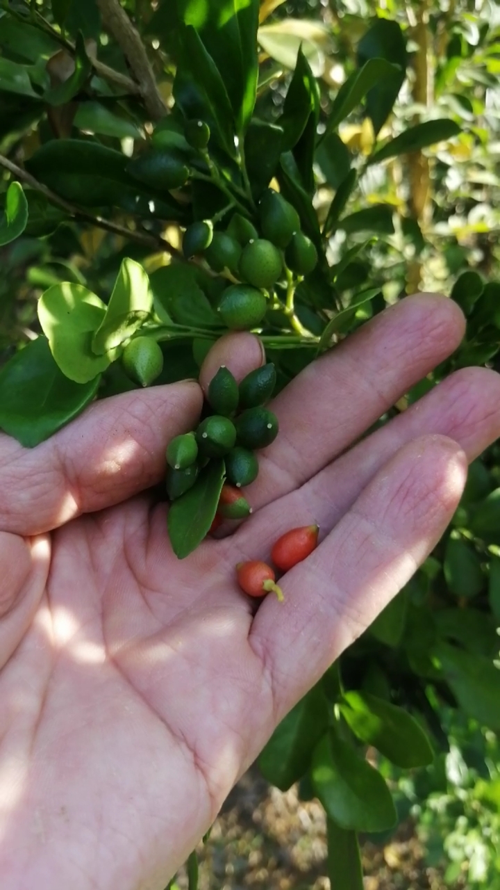 盆景素材小苗#这九里香今年挂第二次果了