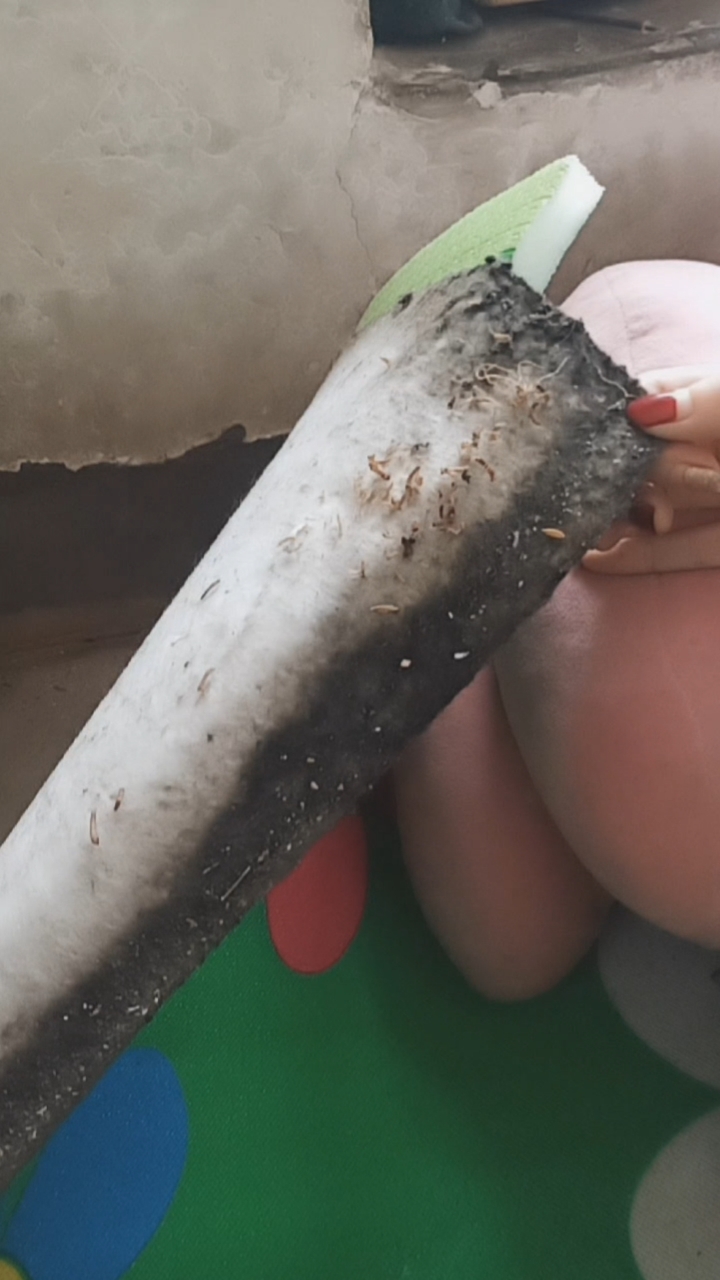 唉呀妈呀,我家炕席生虫子了,咋回事啊?求大神破解.