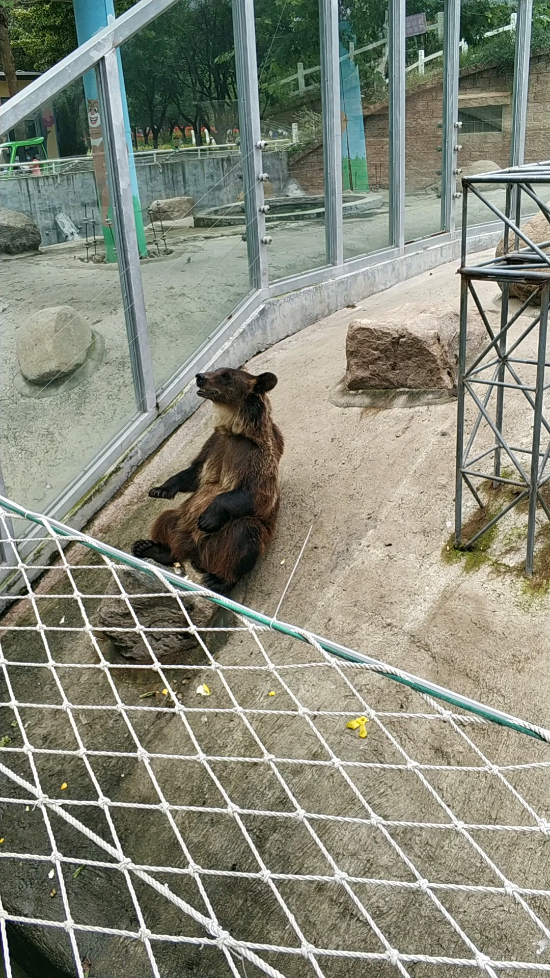潍坊市金宝乐园动物园狗熊讨食