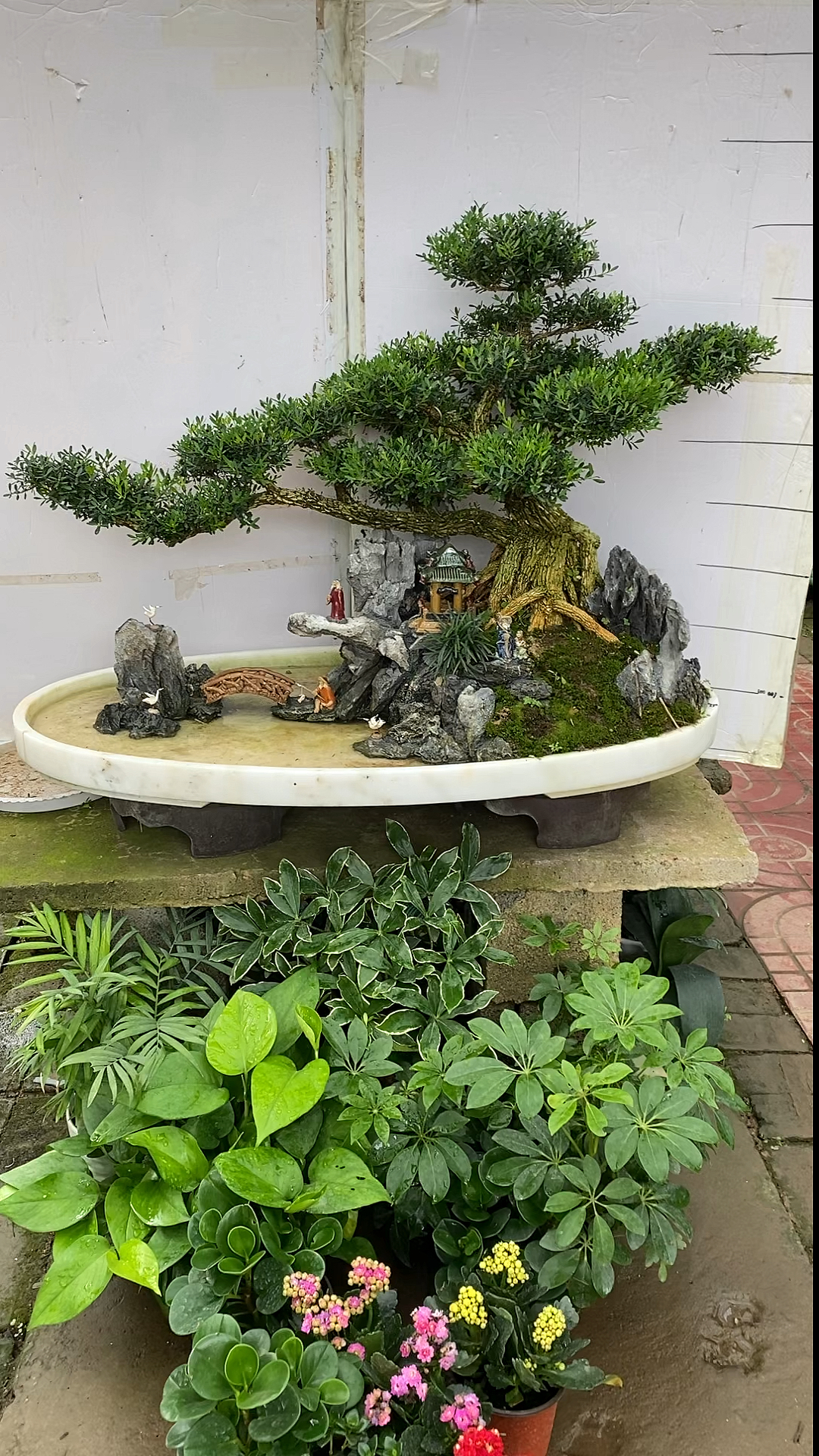 水旱盆景黄杨