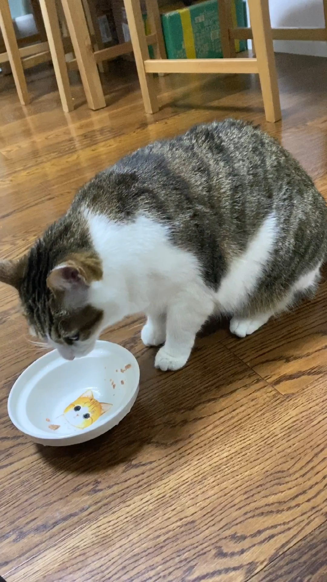猫咪日记猫咪吃完饭之后为啥要抖抖腿啊