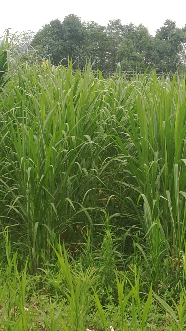 牧草种子养牛养驴牧草#军粮一号青白江基地-度小视