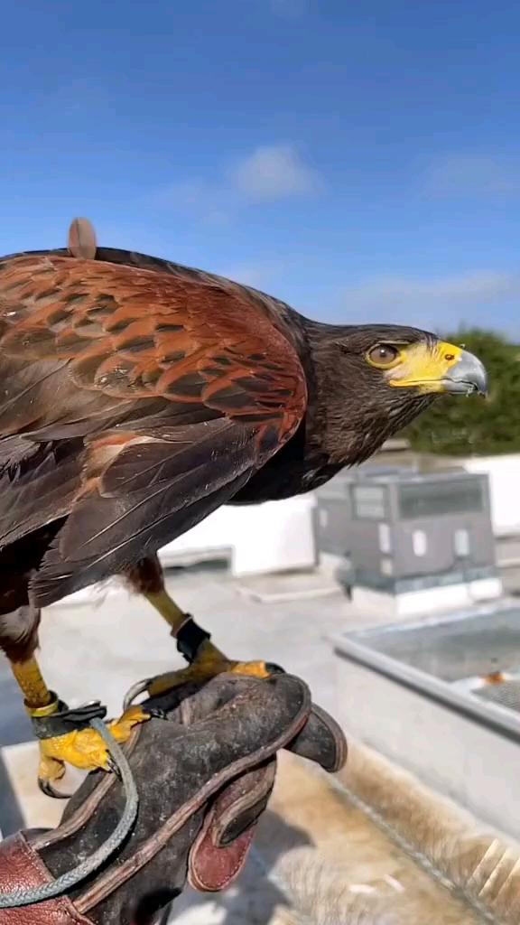 超级威武的鹰要展翅高飞了,但是脚怎么被绑住了?