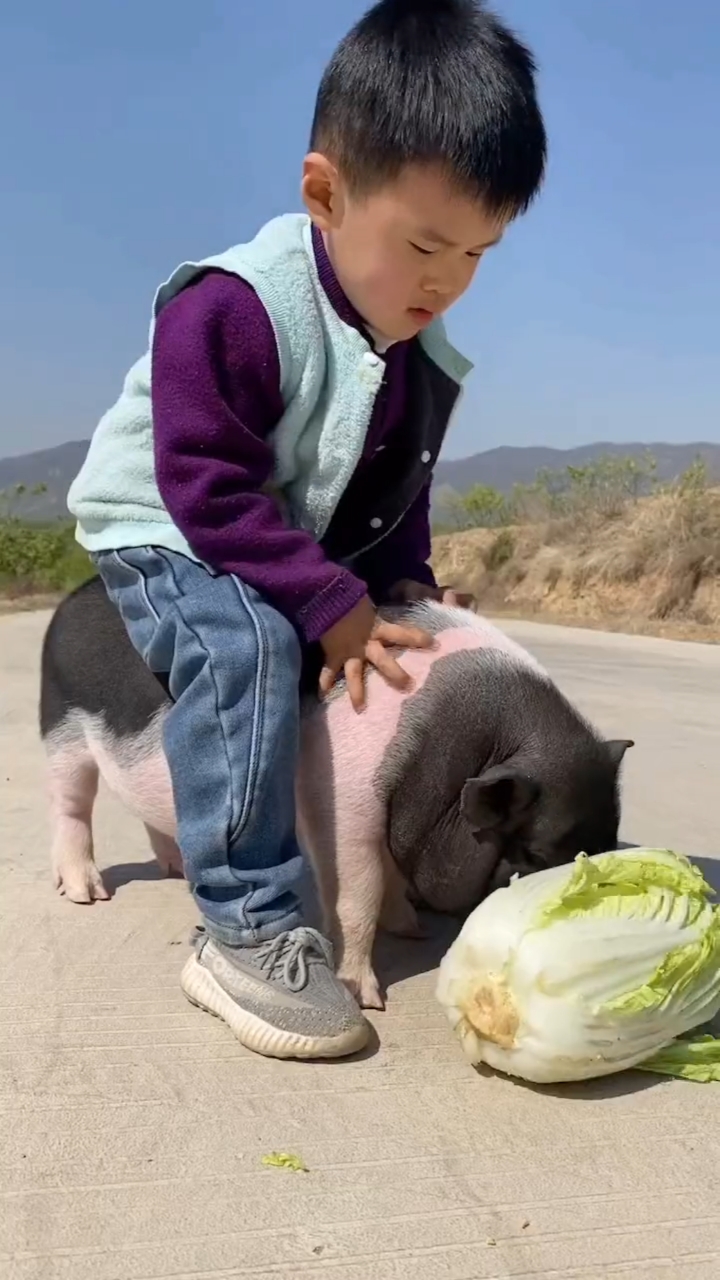 小时候骑猪,结婚要下雨