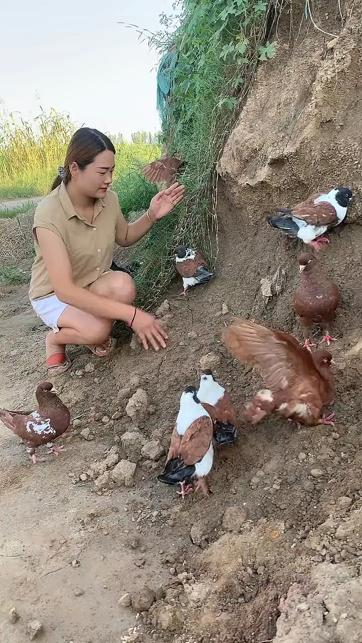 捕鸽子最简单方法大全图片