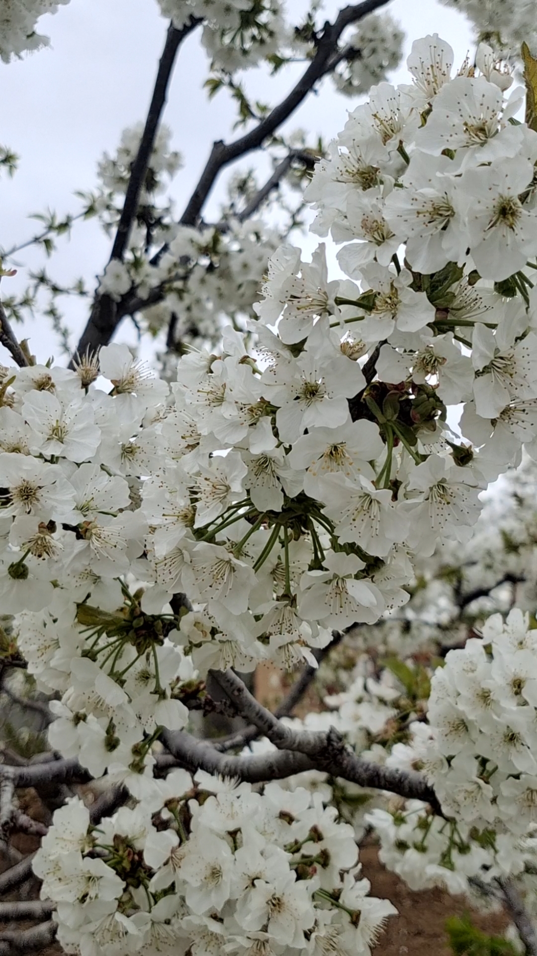 车厘子大樱桃树苗开花结果看产量