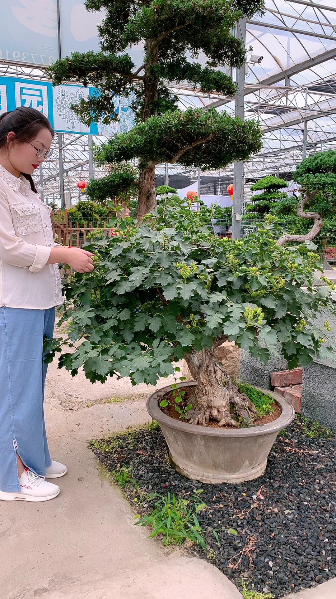 老桩山楂树盆景