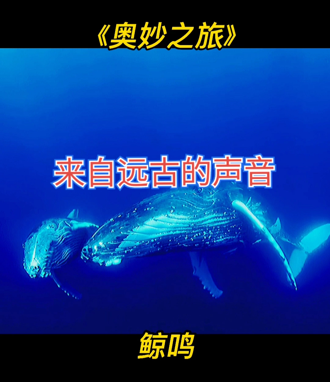 鲸鱼#来自远古的声音——海洋生物座头鲸鲸鸣