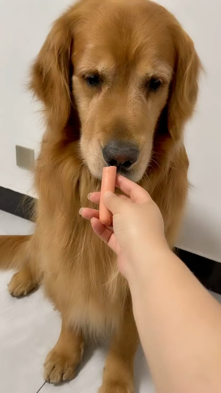 金毛#今天绝对不是我的问题本来火腿肠就是给狗买的而且你本来就是狗