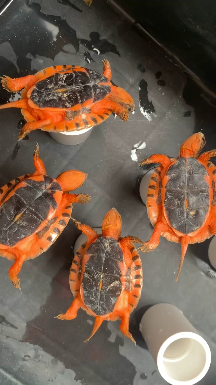 金钱龟#三线金钱龟,贵族的象征