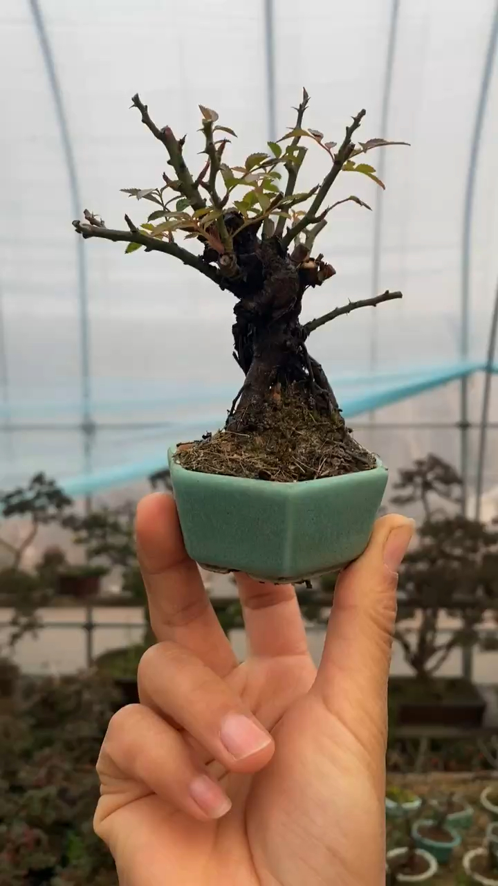 韩国姬蔷薇拇指盆景卡哇伊吧