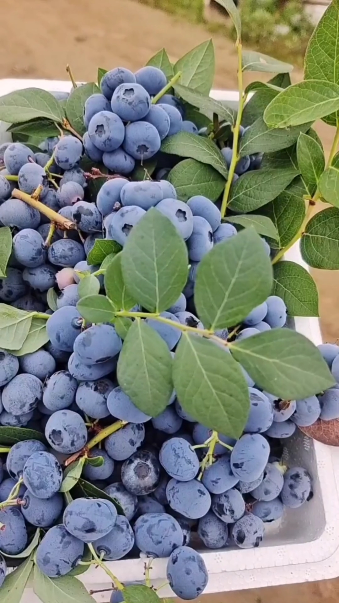 大果蓝金蓝莓苗一年四季可以种植的蓝莓苗,南北方可以种植
