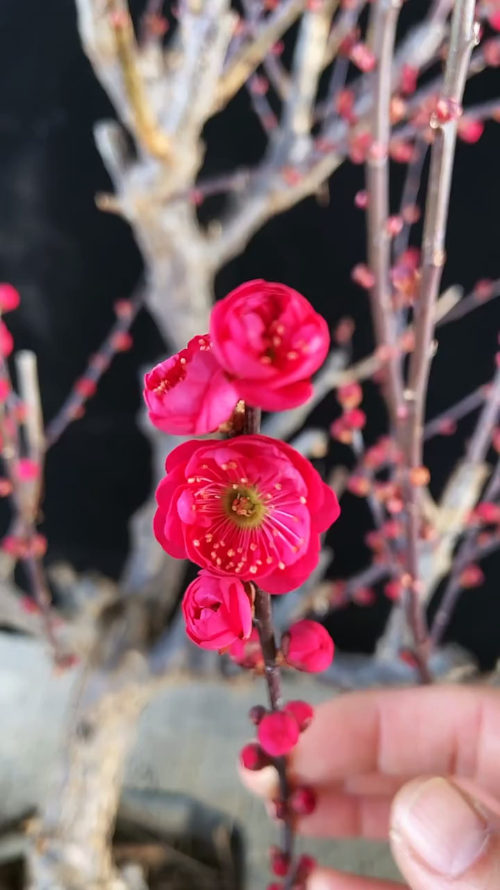 精品乌梅开花了花友们喜欢这款梅花吗