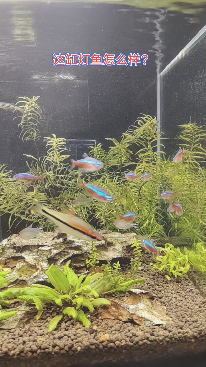 混养了四个品种的灯鱼,不同的颜色,不同的亮度.