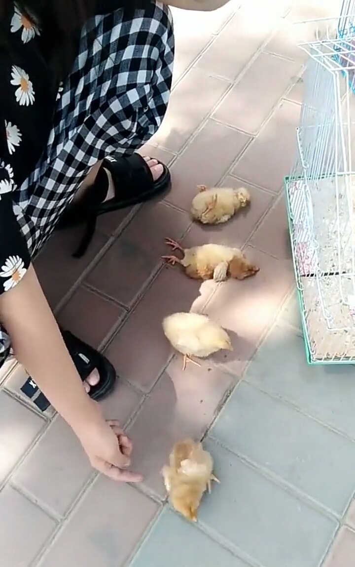 闺女玩小鸡仔真有一套,我们大人无法理解