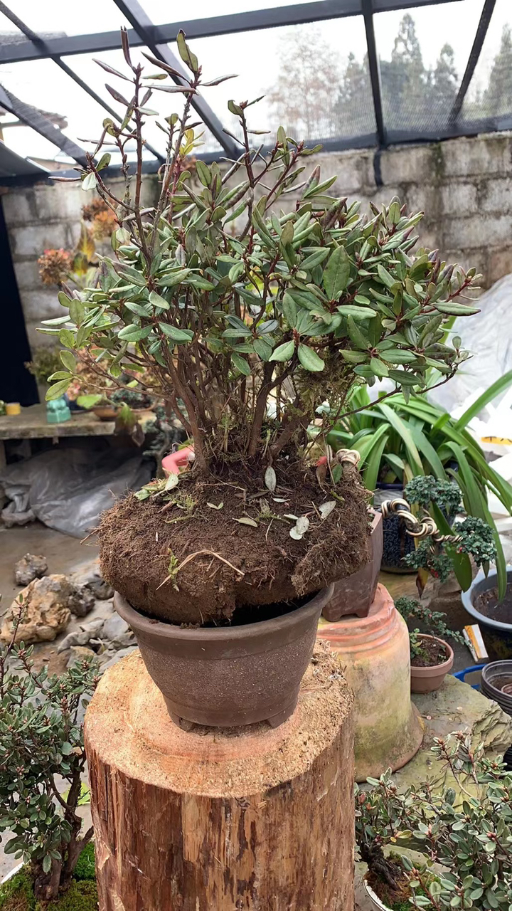 米叶杜鹃喜欢双击加关注