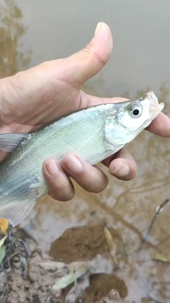 路亚小伙伴#翘嘴青稍傻傻分不清楚-度小视