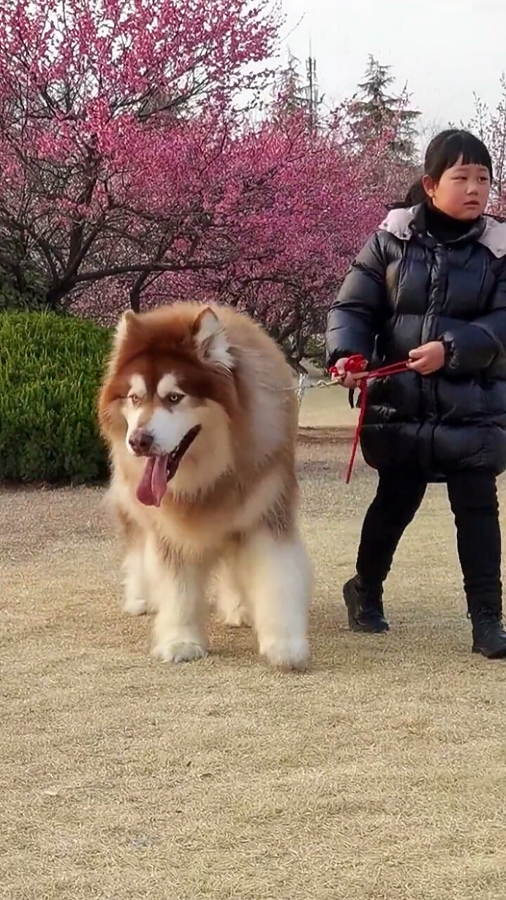 熊版阿拉斯加长大后图片